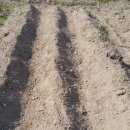 판문농장 이미지