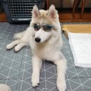 펫스타일 이미지