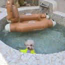 아롱다롱펜션 | 🐶열둥이 여름 첫휴가