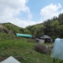 천국염소 이미지