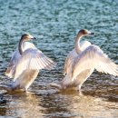 조류보호협회 밀양시지회 이미지