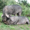 제주흑돼지 이미지