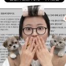 계룡애견 이미지