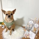 댕댕어썸 이미지