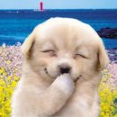 서촌 봉평막국수 이미지