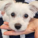 댕댕빌리지 이미지