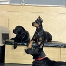 아리스 | 인천 부평 애견훈련소 아리스독 반려견교육 리얼 후기 #1