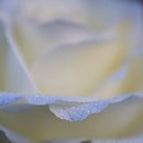 장미공원길 이미지