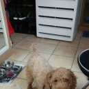 멍멍회관 이미지