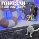 신흥문구 | 해방촌 신흥시장 고양이 덕후들의 성지 소품샵 고양이 알레르기