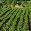 태수농장 이미지