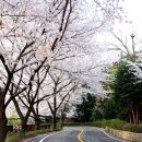 안민동 정자나무 이미지