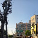 CU뉴평화광신점 | 망원시장(못난이 만두/족발/닭강정) 망원한강공원 피크닉