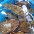 김천수산시장 이미지