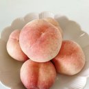 천일농장 | 산담원 복숭아 이야기 | 대극천 마감 🍑 차돌 경봉 천일도 수확예정 🧡