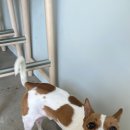 셀레네 동물병원 이미지