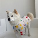 봉주르봉 이미지