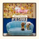 캠핑 애견놀이터 poljjac | 서울 근교 애견카페 추천 | 광주 자연 속 강아지 놀이터 몽실이네