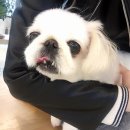 동물병원루니 이미지