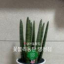 꽃블리동탄
