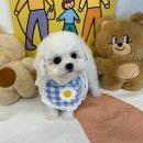 도시 강아지 | 전주시강아지분양 퍼피댕 상담 솔직후기, 혁신도시 자취 5년 차의 결심