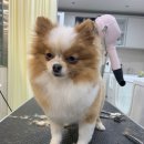 이든반려견 문화센터 이미지