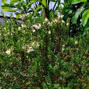 잎과 열매를 향신료로 이용하는 은매화(銀梅花 Myrtus communis) 이미지