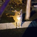 치즈태비 고양이를 찾습니다. 대구시 수성구 황금동 황금2동주민센터 근처에서 실종! 이미지