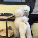 강아지트 이미지