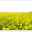 낙동강 유채단지 이미지