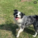 댄싱도그 이미지