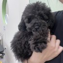 아워퍼피 이미지