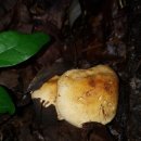 싸리버섯 산행기 자연산버섯 꾀꼬리버섯 갓버섯 야생버섯 2017,8,22 능이버섯 송이버섯은 아직,,,, 이미지