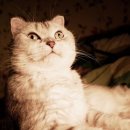 하얀강아지&고양이 이미지