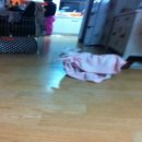 망토 두른 강아지 이미지