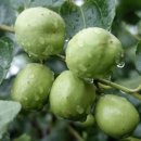 상락농장 이미지