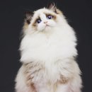 랙돌 캐터리 아이돌스(IDOLLS) 이미지