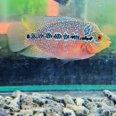 레드플라워(RED FLOWER) 이미지