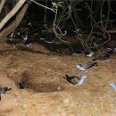 제주 사수도 바닷새류(흑비둘기 슴새)번식지 | 제주 사수도 바닷새류(흑비둘기, 슴새) 번식지