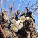 아침햇살염소농장 이미지