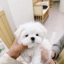 퍼피댕 안심분양소 강아지분양 애견입양 천안아산점 이미지