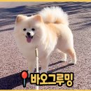 바오그루밍