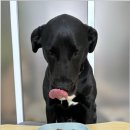 양촌애견 이미지