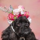 벨하이솝 이미지