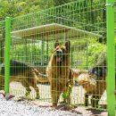 대형견프리미엄아울렛 이미지