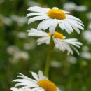 석장리미술관 카라반 이미지