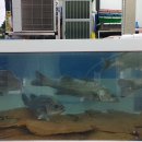 녹동항횟집 이미지