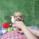 애견왕국 이미지