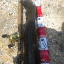 트라제1 이미지