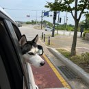 멍스 컨테이너 | [일산 멍스컨테이너] 중대형견 전용 애견 카페 운동장 수영장 유치원